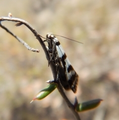 Philobota impletella Group at Cook, ACT - 11 Nov 2018