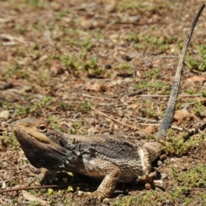 Pogona barbata at Stromlo, ACT - 12 Nov 2018