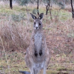 Macropus giganteus (Eastern Grey Kangaroo) at Cook, ACT - 7 Nov 2018 by CathB