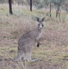 Macropus giganteus at Cook, ACT - 7 Nov 2018