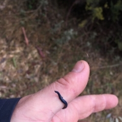 Caenoplana coerulea (Blue Planarian, Blue Garden Flatworm) at Kosciuszko National Park, NSW - 5 Oct 2018 by MattBeitzel