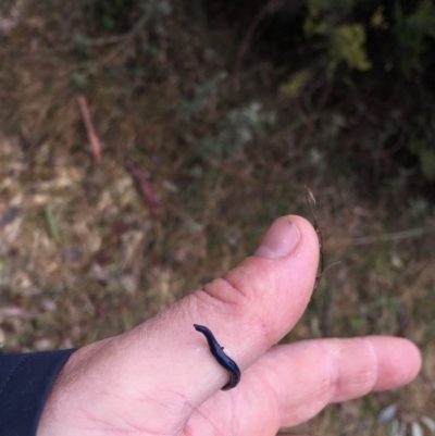 Caenoplana coerulea (Blue Planarian, Blue Garden Flatworm) at Kosciuszko National Park, NSW - 5 Oct 2018 by MattBeitzel