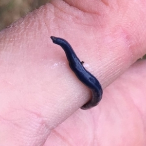 Caenoplana coerulea at Kosciuszko National Park, NSW - 5 Oct 2018 11:08 AM