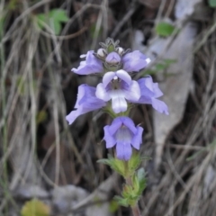 Euphrasia collina subsp. speciosa (Purple Eyebright) at Paddys River, ACT - 11 Nov 2018 by JohnBundock