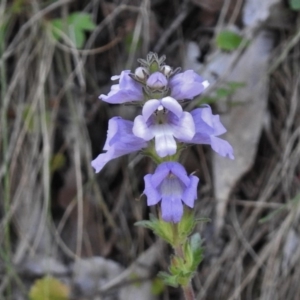 Euphrasia collina subsp. speciosa at Paddys River, ACT - 11 Nov 2018