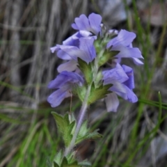 Euphrasia collina subsp. speciosa at Paddys River, ACT - 11 Nov 2018