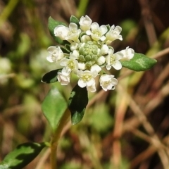 Poranthera microphylla (Small Poranthera) at Paddys River, ACT - 11 Nov 2018 by JohnBundock