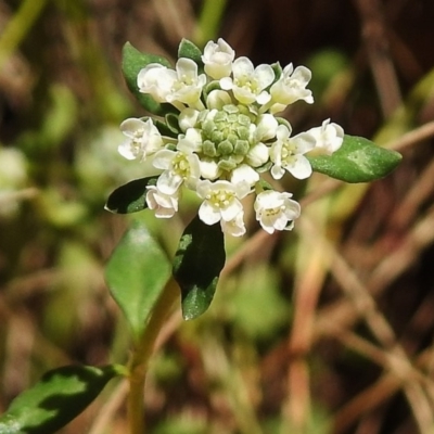 Poranthera microphylla (Small Poranthera) at Paddys River, ACT - 11 Nov 2018 by JohnBundock