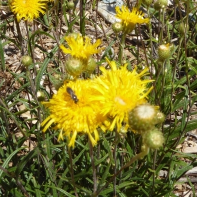 Apiformes (informal group) (Unidentified bee) at Molonglo Valley, ACT - 11 Nov 2018 by AndyRussell