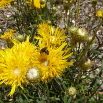 Lasioglossum (Homalictus) sp. (genus & subgenus) at Molonglo Valley, ACT - 11 Nov 2018 by AndyRussell