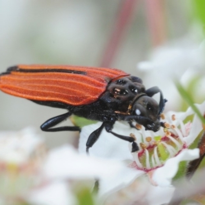 Castiarina nasuta (A jewel beetle) at Coree, ACT - 12 Nov 2018 by Harrisi