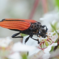 Castiarina nasuta (A jewel beetle) at Coree, ACT - 12 Nov 2018 by Harrisi