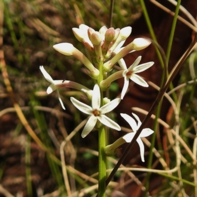 Stackhousia monogyna (Creamy Candles) at Paddys River, ACT - 11 Nov 2018 by JohnBundock