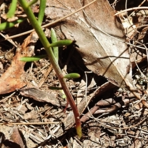 Stackhousia monogyna at Paddys River, ACT - 11 Nov 2018