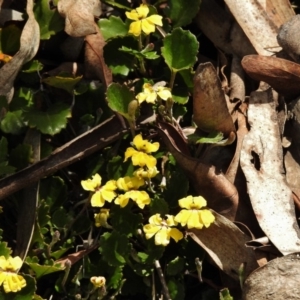 Goodenia hederacea subsp. alpestris at Paddys River, ACT - 11 Nov 2018