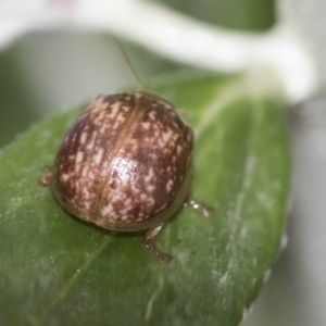 Paropsisterna atalanta at Higgins, ACT - 20 Oct 2018