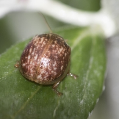 Paropsisterna atalanta (Atalanta button beetle) at Higgins, ACT - 20 Oct 2018 by AlisonMilton