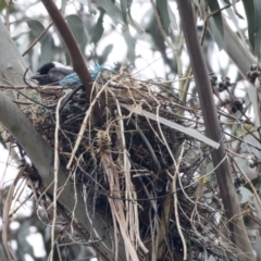 Gymnorhina tibicen (Australian Magpie) at Higgins, ACT - 18 Oct 2018 by AlisonMilton