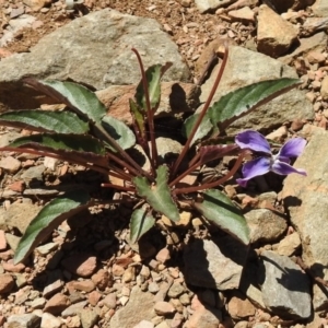 Viola betonicifolia at Paddys River, ACT - 11 Nov 2018