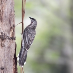 Anthochaera carunculata (Red Wattlebird) at Higgins, ACT - 17 Oct 2018 by Alison Milton