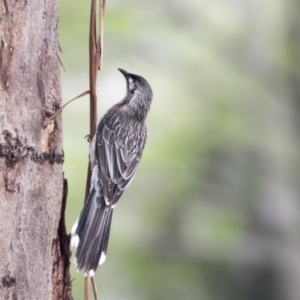 Anthochaera carunculata at Higgins, ACT - 18 Oct 2018