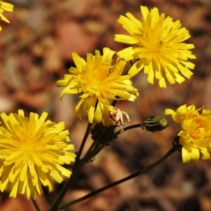 Picris angustifolia subsp. merxmuelleri at Paddys River, ACT - 11 Nov 2018 11:18 AM