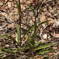 Picris angustifolia subsp. merxmuelleri at Paddys River, ACT - 11 Nov 2018 11:18 AM