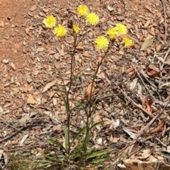 Picris angustifolia subsp. merxmuelleri at Paddys River, ACT - 11 Nov 2018 11:18 AM