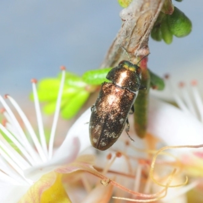 Diphucrania minutissima (A jewel beetle) at QPRC LGA - 11 Nov 2018 by Harrisi