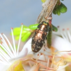 Diphucrania minutissima (A jewel beetle) at Manar, NSW - 11 Nov 2018 by Harrisi