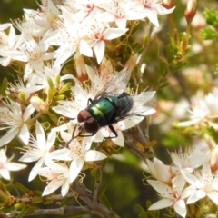 Calliphoridae (family) (Unidentified blowfly) at Namadgi National Park - 10 Nov 2018 by MatthewFrawley