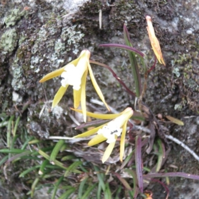 Dockrillia striolata (Streaked Rock Orchid) at Morton National Park - 6 Nov 2018 by Jillg