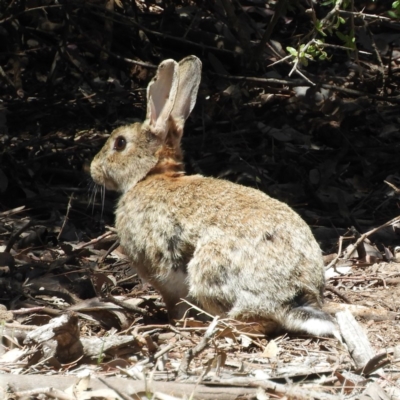 Oryctolagus cuniculus (European Rabbit) at Pialligo, ACT - 11 Nov 2018 by MatthewFrawley