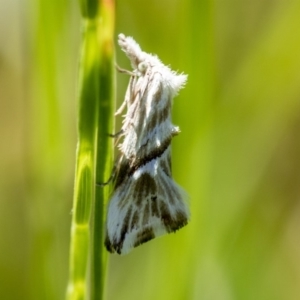 Heliocosma melanotypa at Higgins, ACT - 25 Oct 2018