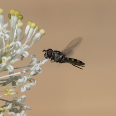 Melangyna sp. (genus) (Hover Fly) at Higgins, ACT - 23 Oct 2018 by Alison Milton