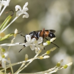 Therevidae (family) (Unidentified stiletto fly) at Higgins, ACT - 23 Oct 2018 by Alison Milton