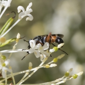 Therevidae (family) at Higgins, ACT - 23 Oct 2018 03:19 PM