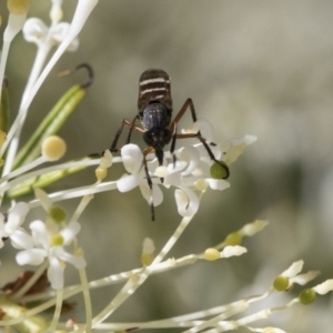 Therevidae (family) at Higgins, ACT - 23 Oct 2018 03:19 PM