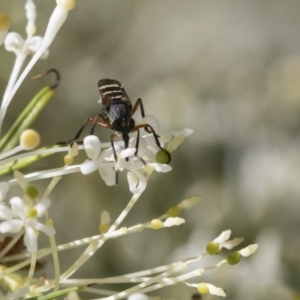 Therevidae (family) at Higgins, ACT - 23 Oct 2018 03:19 PM