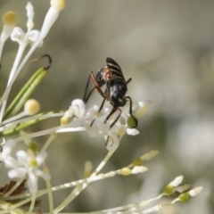 Therevidae (family) at Higgins, ACT - 23 Oct 2018 03:19 PM