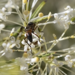 Therevidae (family) at Higgins, ACT - 23 Oct 2018 03:19 PM