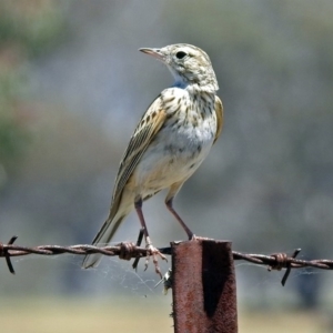 Anthus australis at Paddys River, ACT - 12 Nov 2018