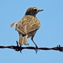 Anthus australis at Paddys River, ACT - 12 Nov 2018