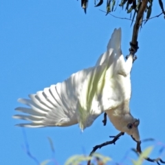 Cacatua sanguinea (Little Corella) at Namadgi National Park - 11 Nov 2018 by RodDeb