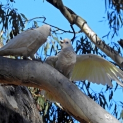 Cacatua sanguinea at Tharwa, ACT - 12 Nov 2018