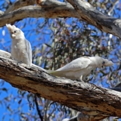 Cacatua sanguinea at Tharwa, ACT - 12 Nov 2018 10:04 AM