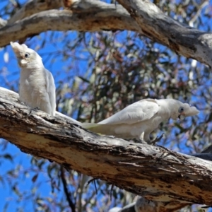 Cacatua sanguinea at Tharwa, ACT - 12 Nov 2018