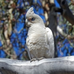 Cacatua sanguinea at Tharwa, ACT - 12 Nov 2018 10:04 AM