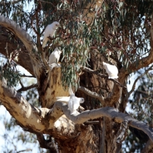 Cacatua sanguinea at Tharwa, ACT - 12 Nov 2018