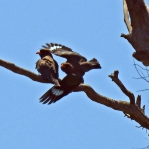 Eurystomus orientalis at Tennent, ACT - 12 Nov 2018